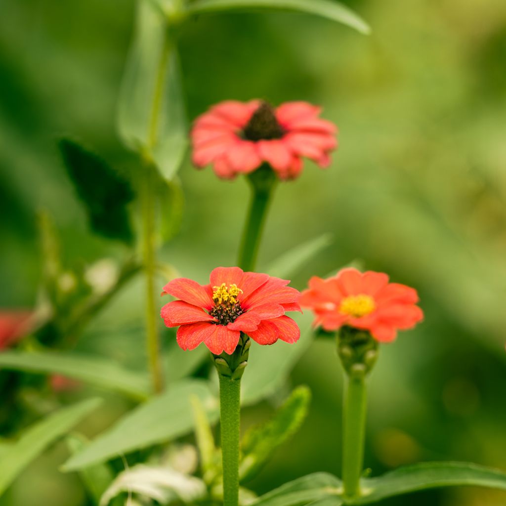 Graines de Zinnia peruviana Andes Jewel 