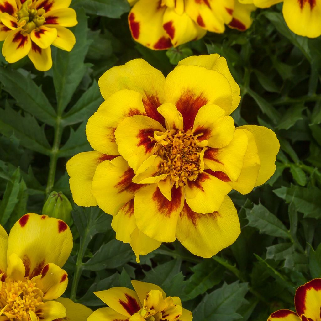 Graines d'oeillet d'Inde nain Alumia Crème Brulee - Tagetes patula