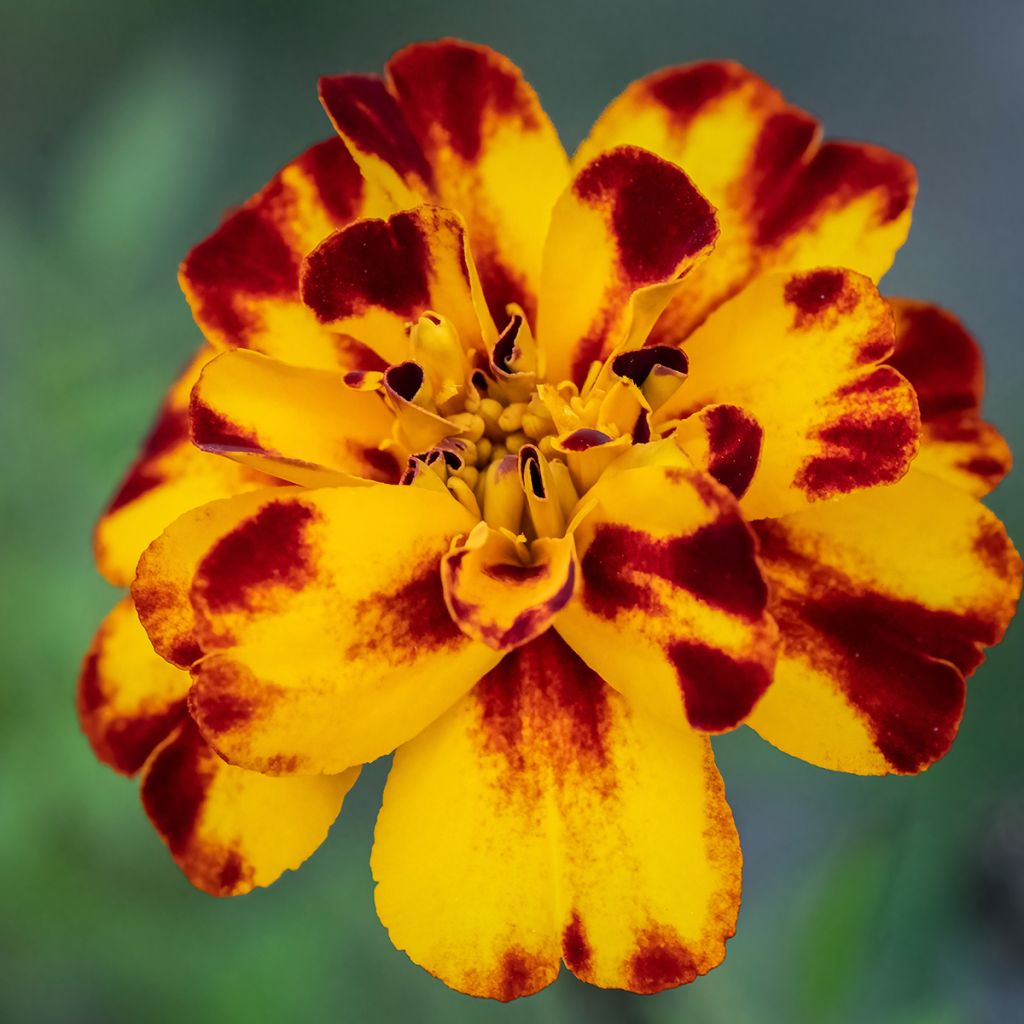 Graines d'oeillet d'Inde nain Alumia Crème Brulee - Tagetes patula