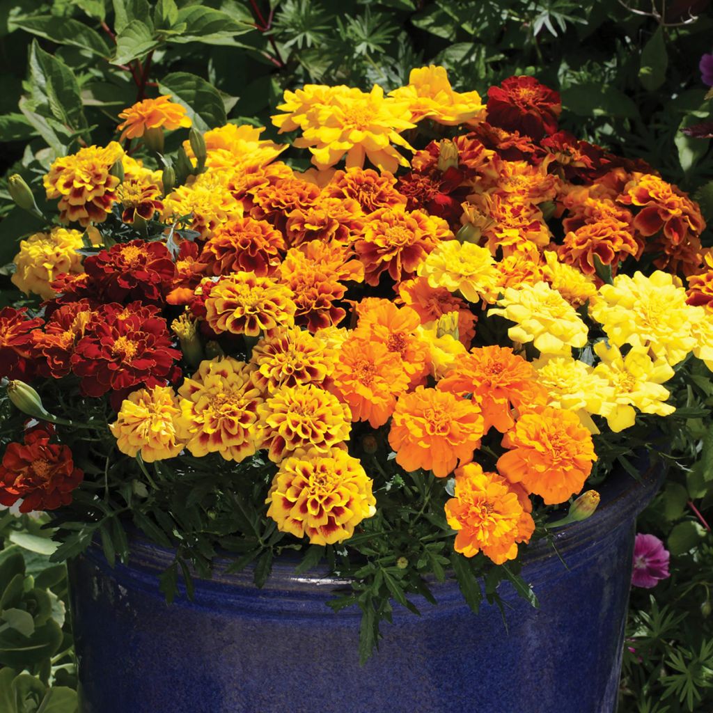 Graines d'oeillet d'Inde nain Alumia Mix - Tagetes patula