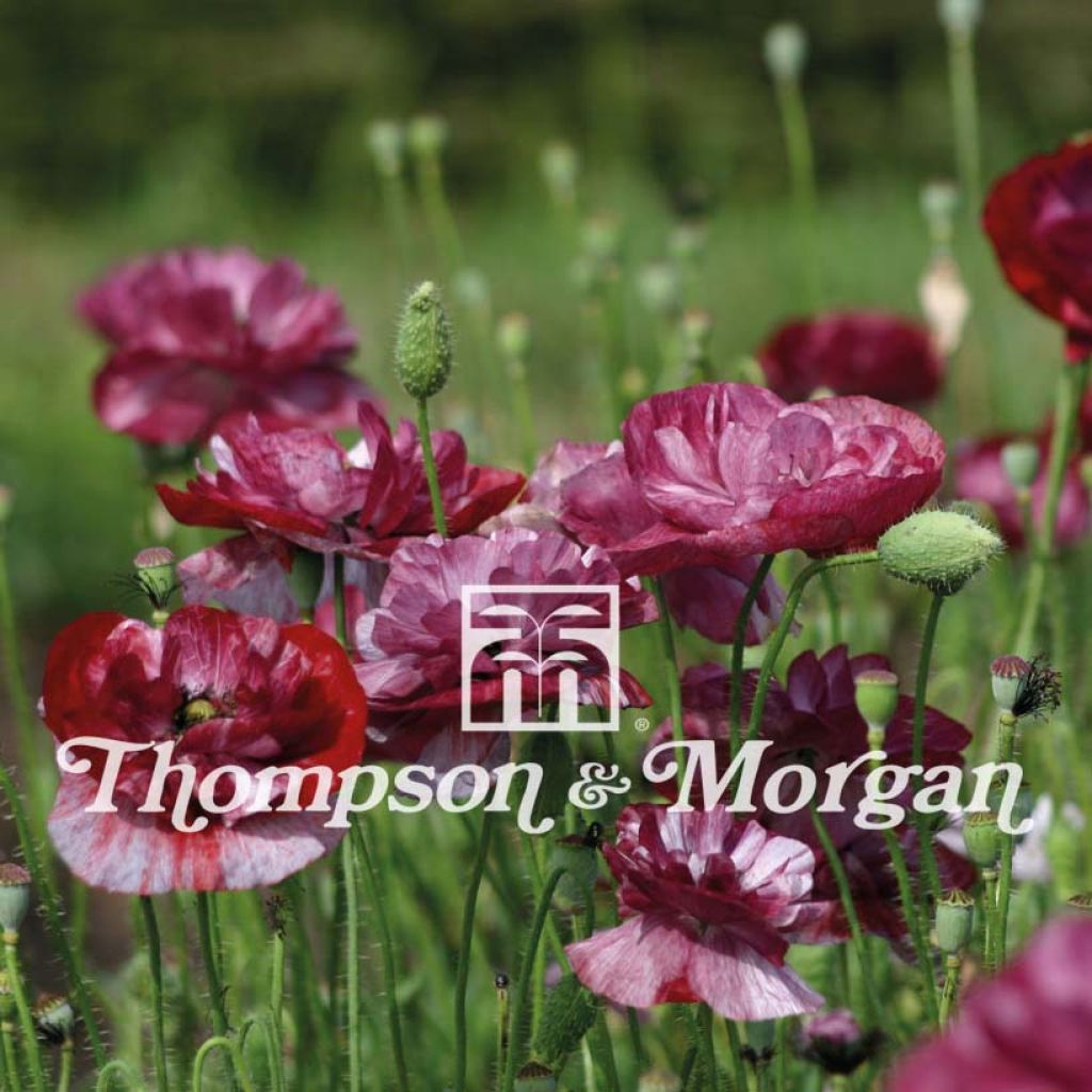 Graines de coquelicot Burgundy Bigalow - Papaver rhoeas