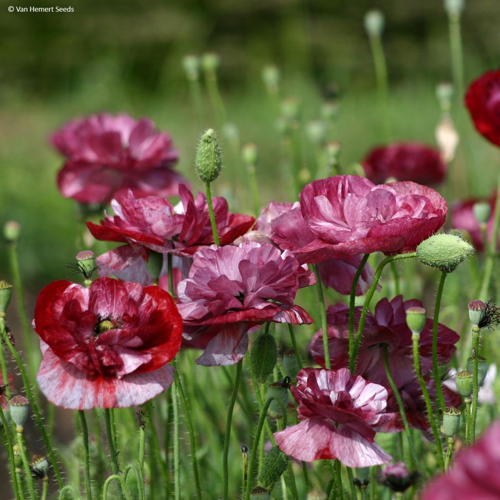 Graines de coquelicot Pandora - Papaver rhoeas