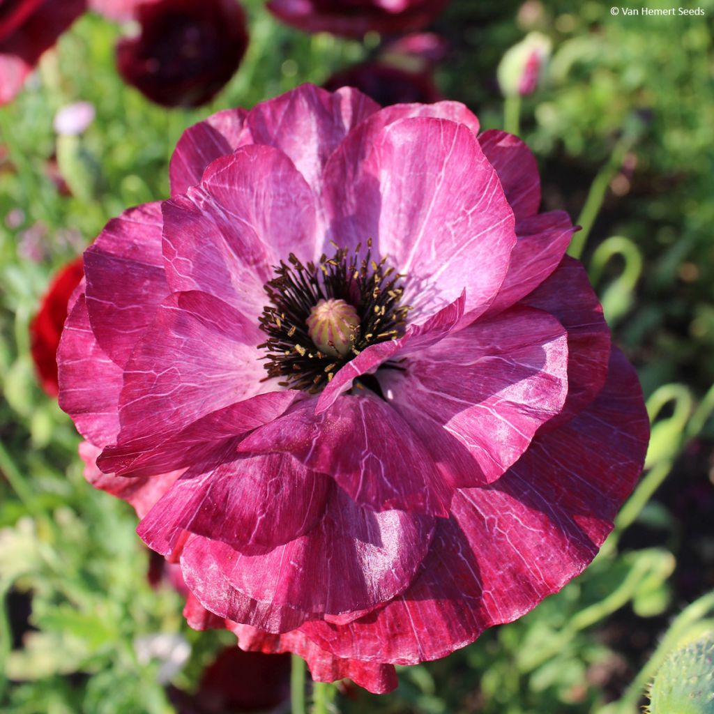 Graines de coquelicot Pandora - Papaver rhoeas