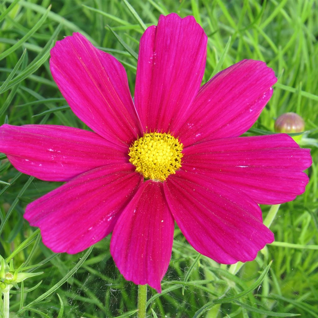 Graines de Cosmos sonata nain Royal Dwarf Carmine