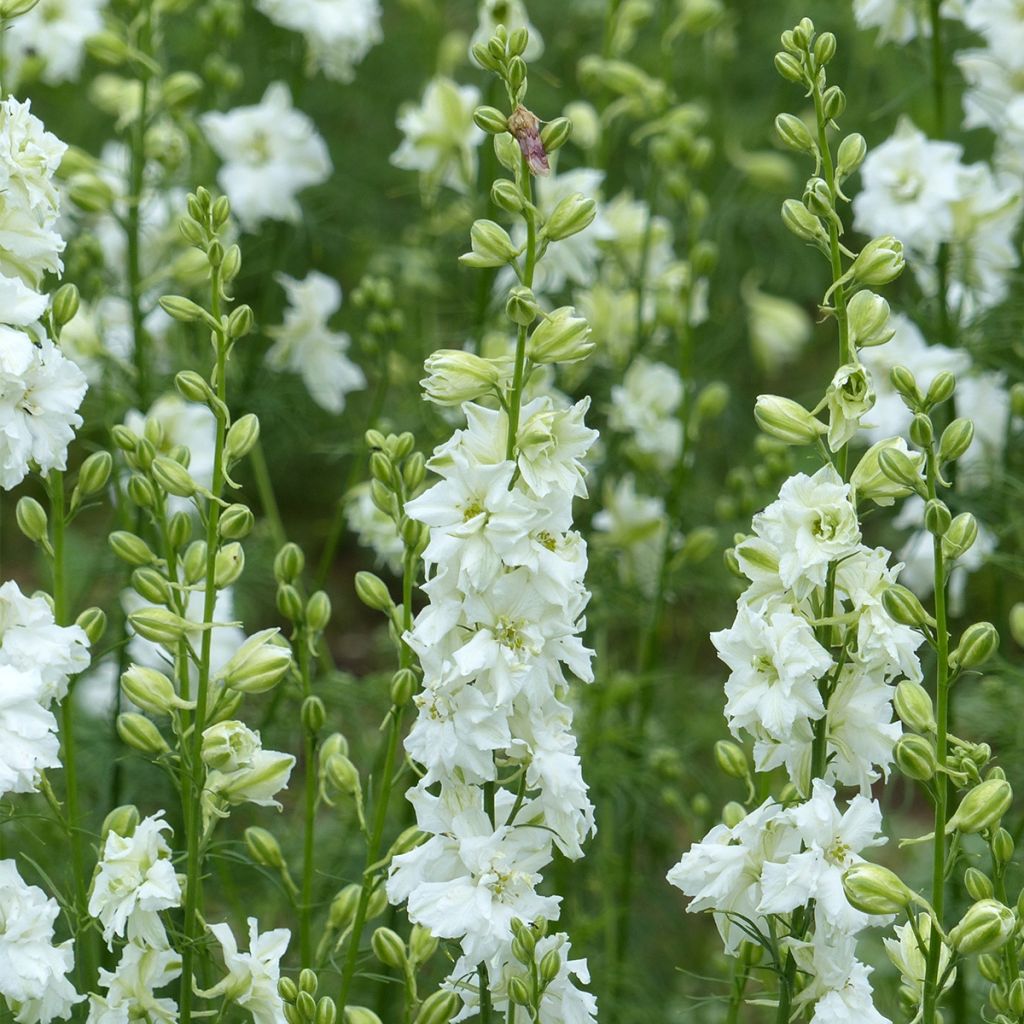 Graines de Delphinium Qis White - Pied d'alouette annuel