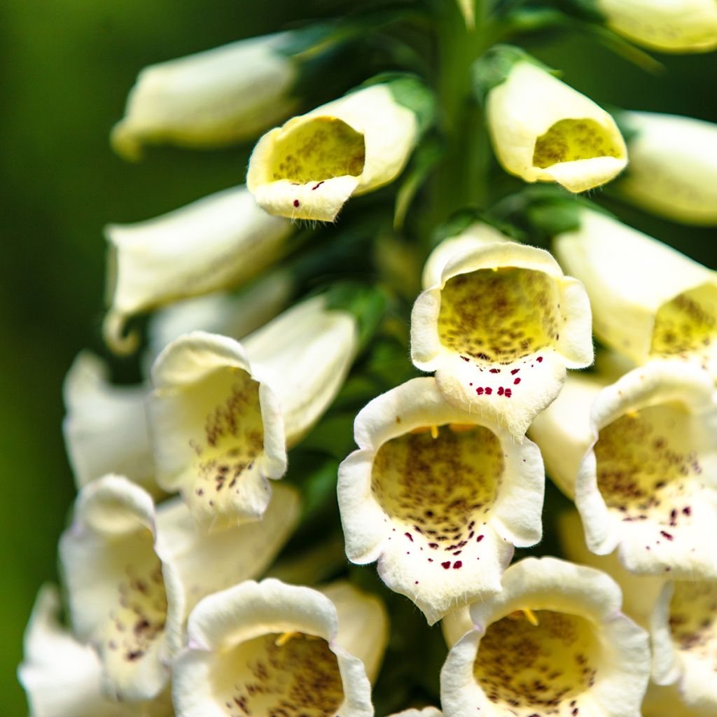 Graines de digitale Yellow Spear - Digitalis purpurea