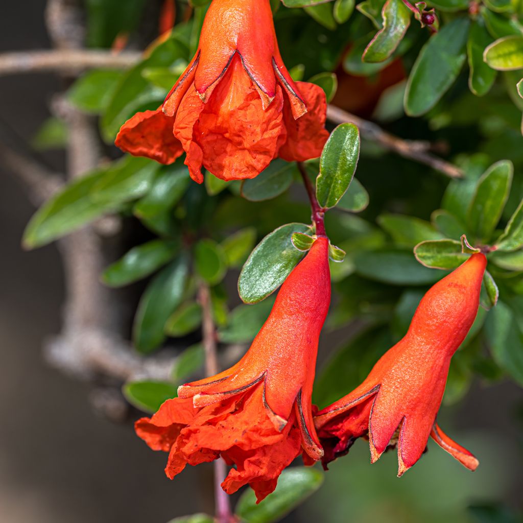 Grenadier nain - Punica granatum Chico ou Nana Gracillissima