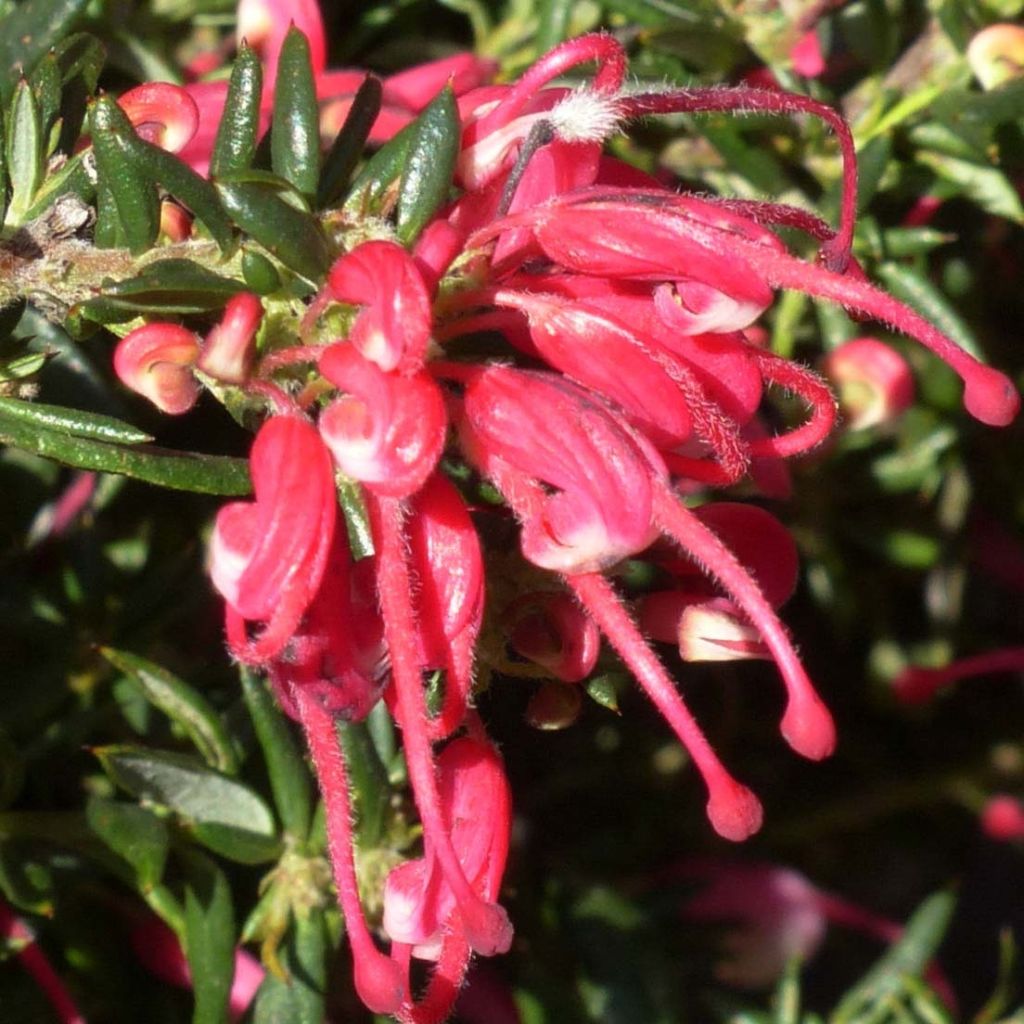 Grevillea Poorinda Rondeau - Grévillier