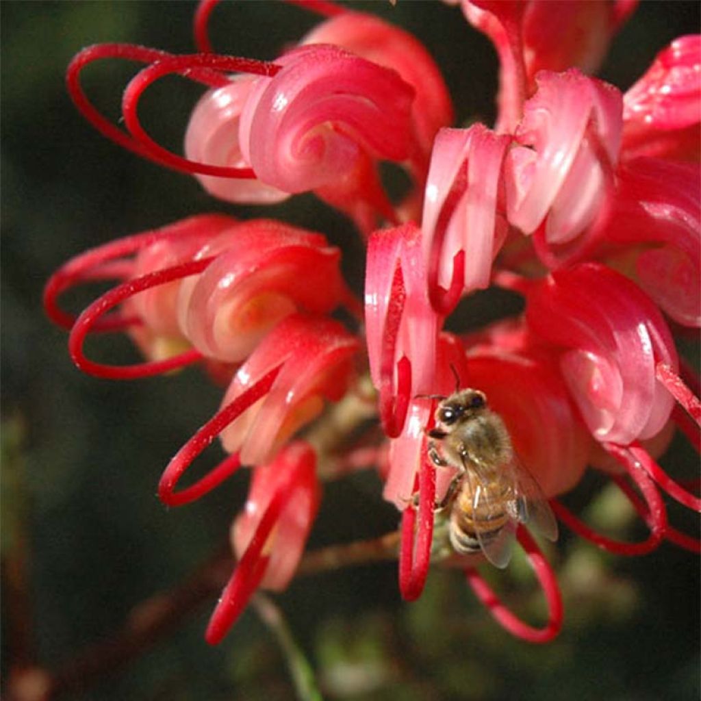 Grevillea johnsonii