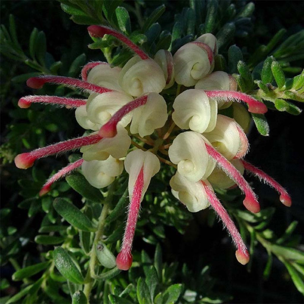 Grevillea lanigera Mount Tamboritha - Grévilléa laineux.