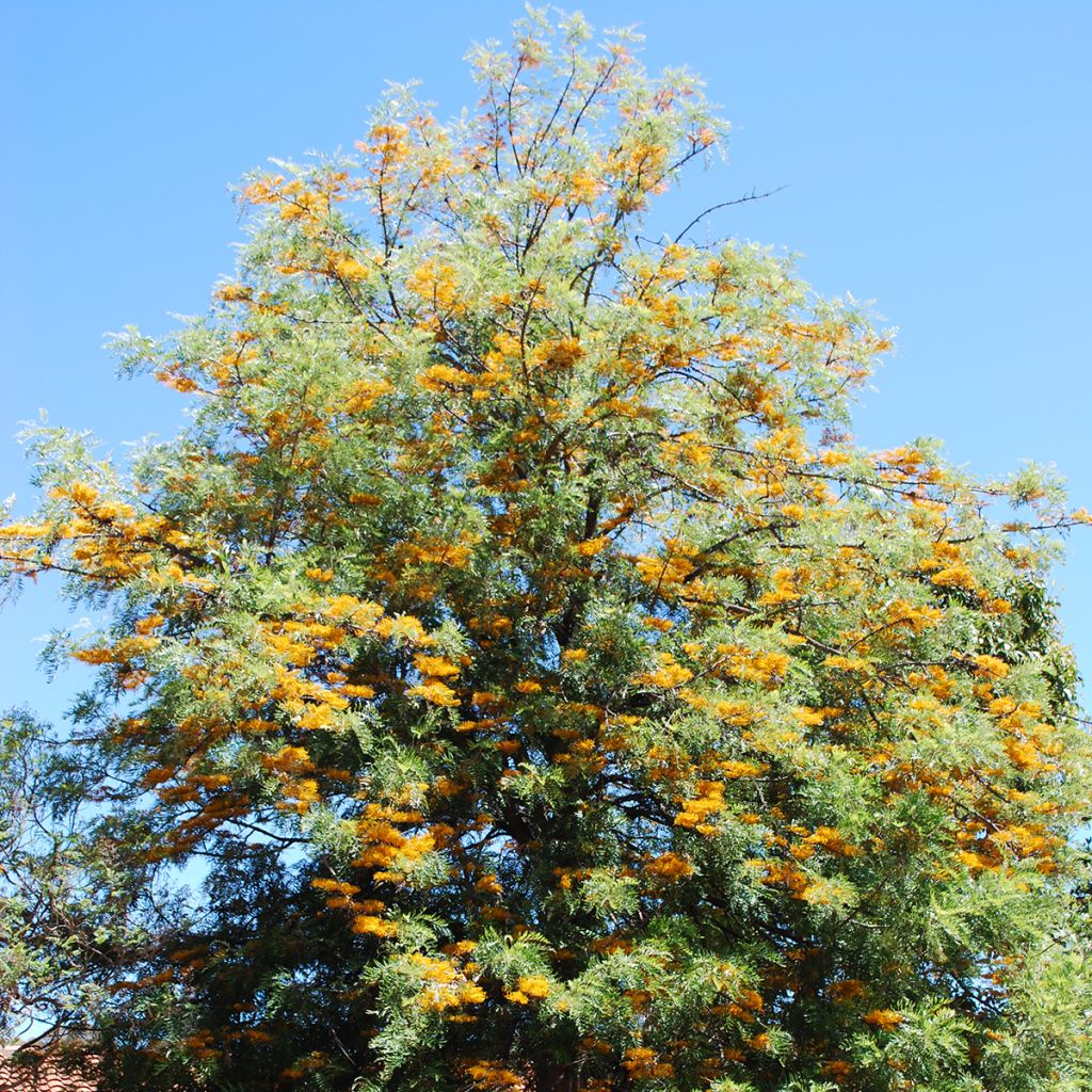 Grevillea robusta - Grévillier