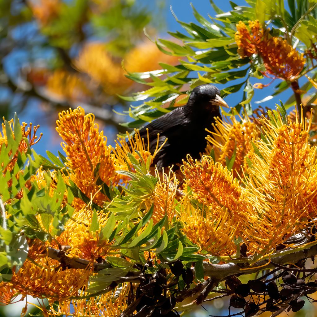 Grevillea robusta - Grévillier