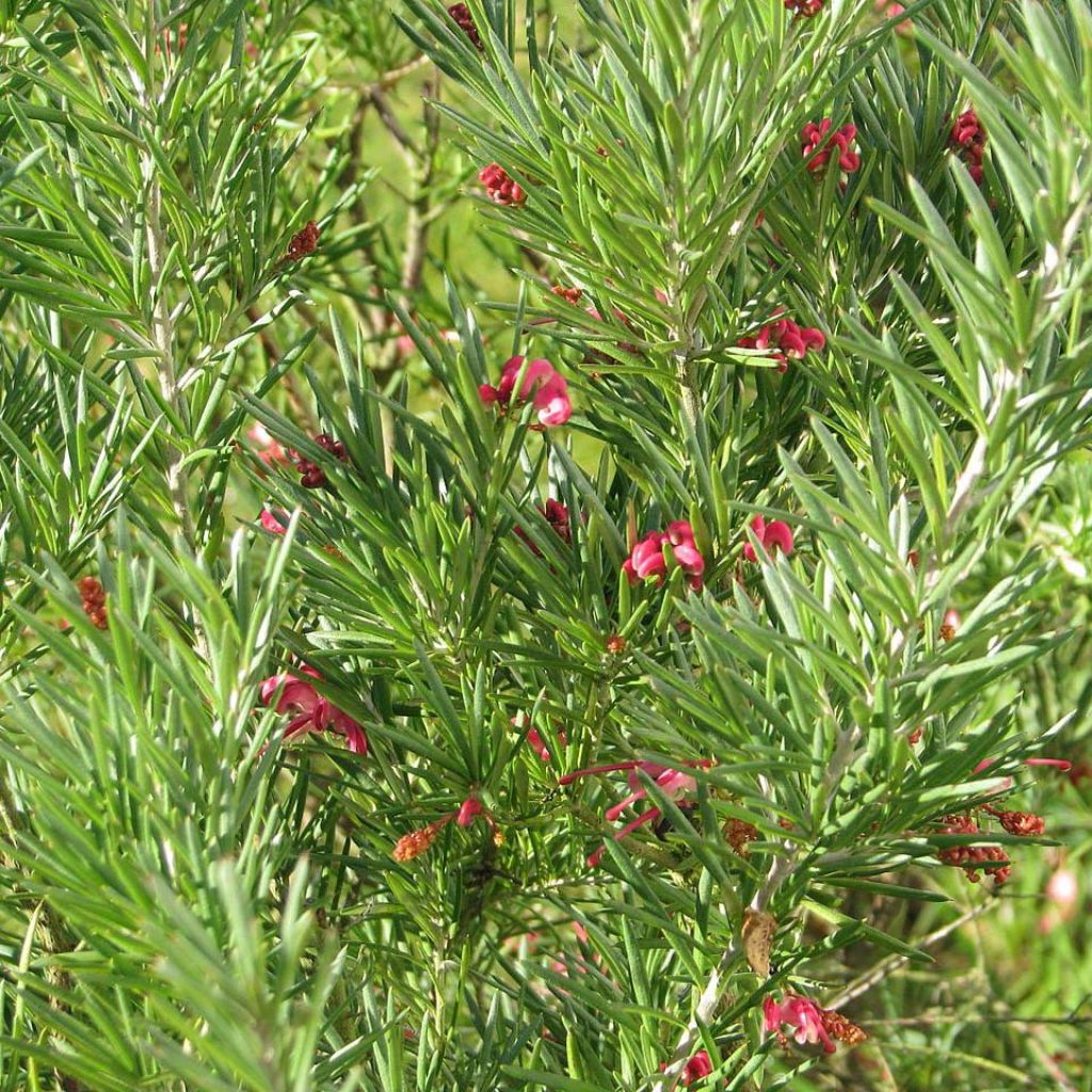 Grevillea rosmarinifolia - Grévilléa à feuilles de romarin