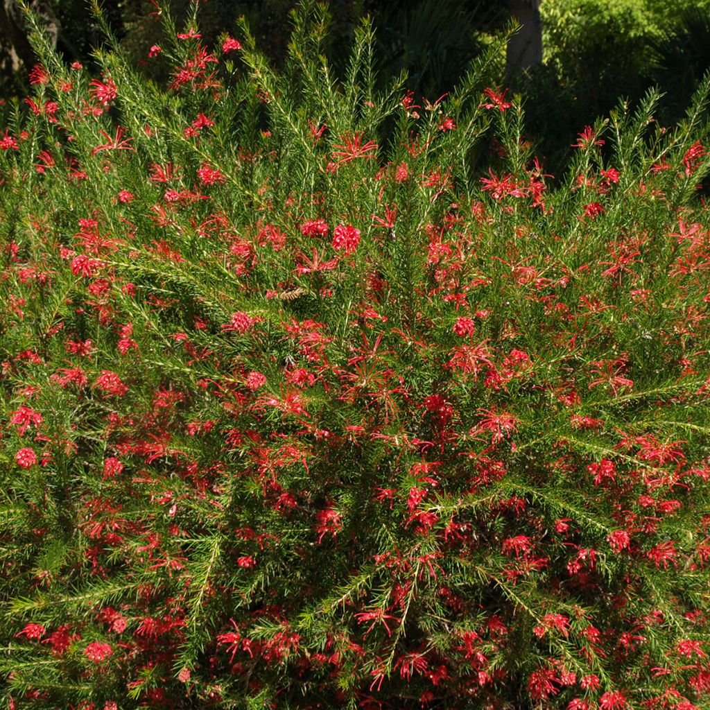 Grevillea rosmarinifolia Clearview David