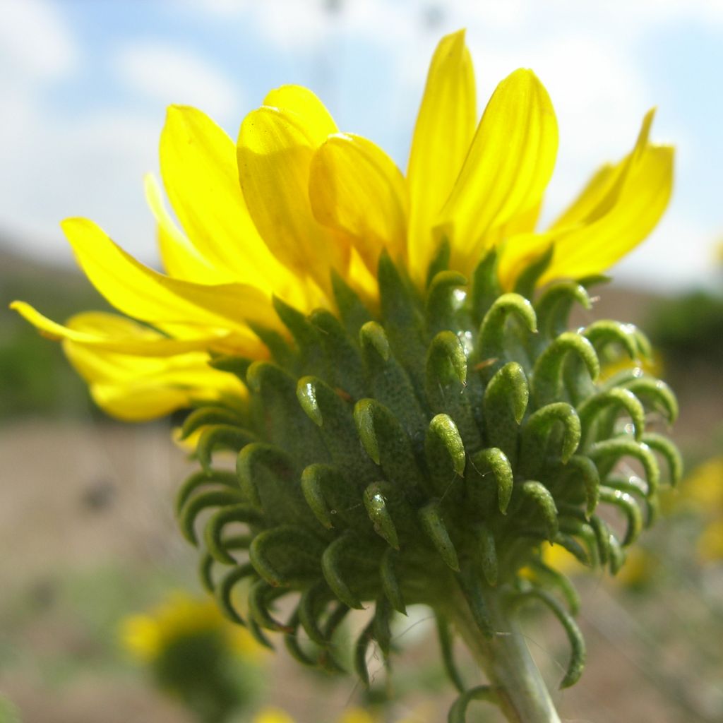 Grindelia camporum