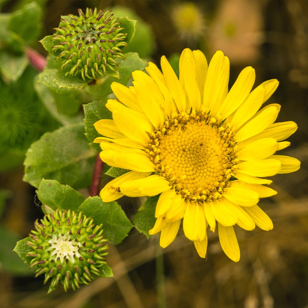 Grindelia camporum