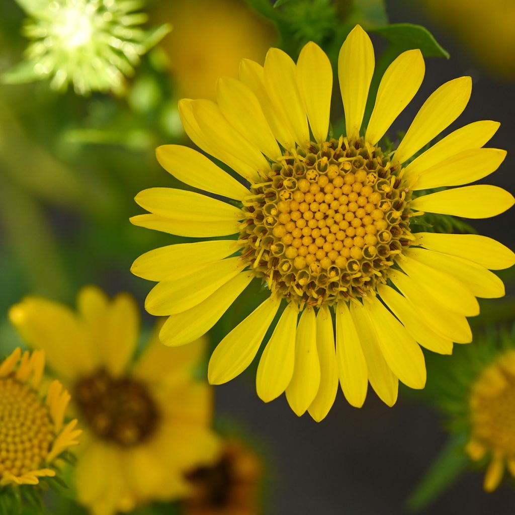 Grindelia integrifolia