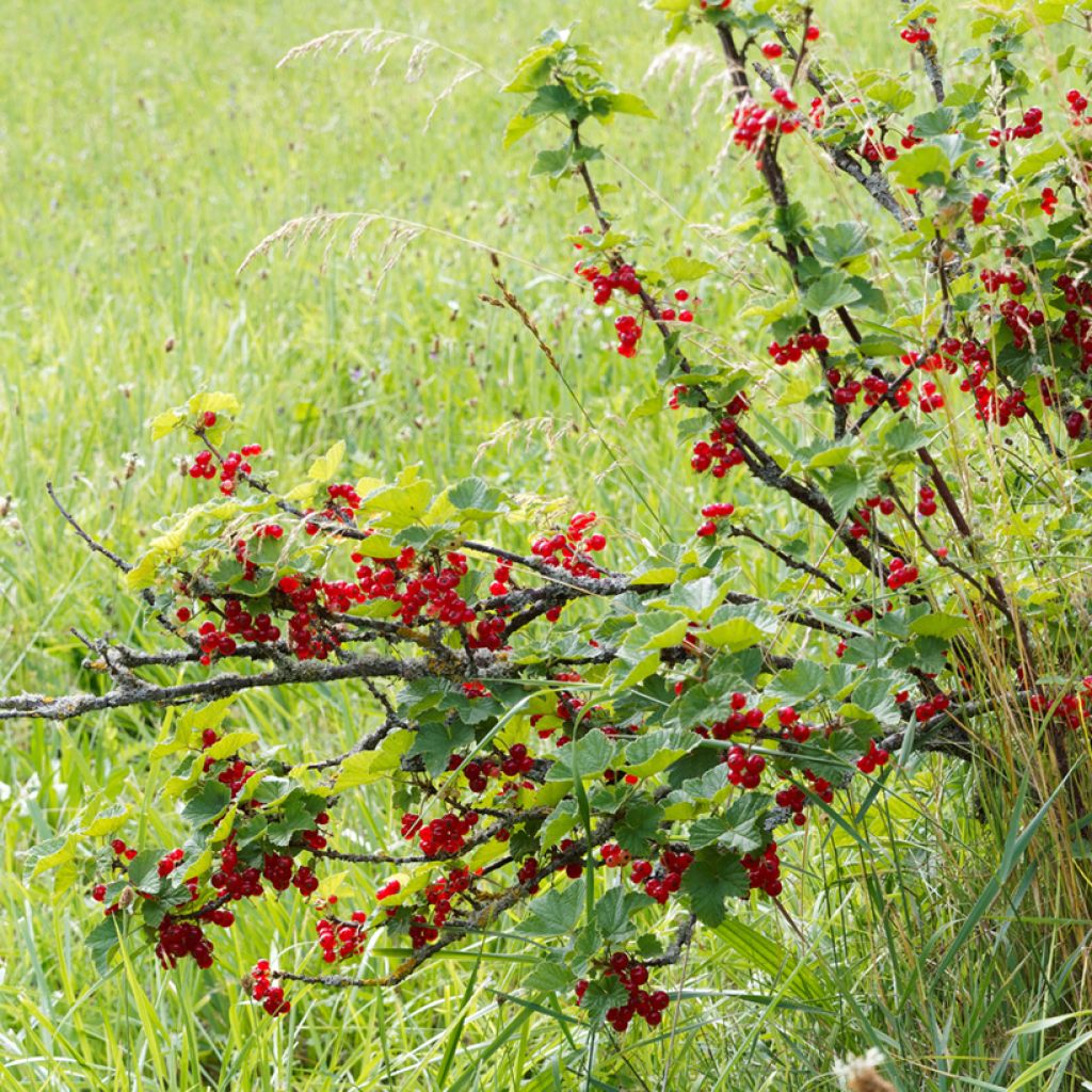 Groseillier à grappes rouges - Ribes rubrum