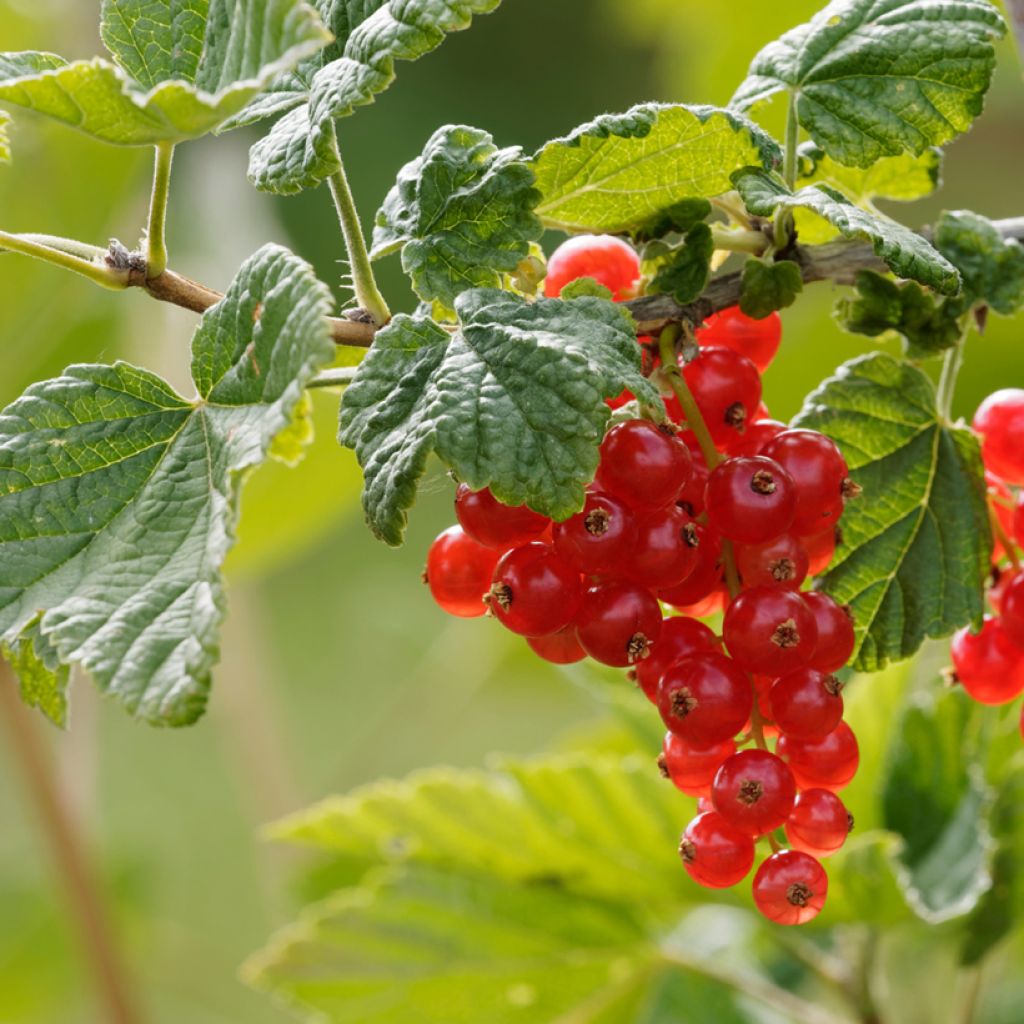 Groseillier à grappes rouges - Ribes rubrum