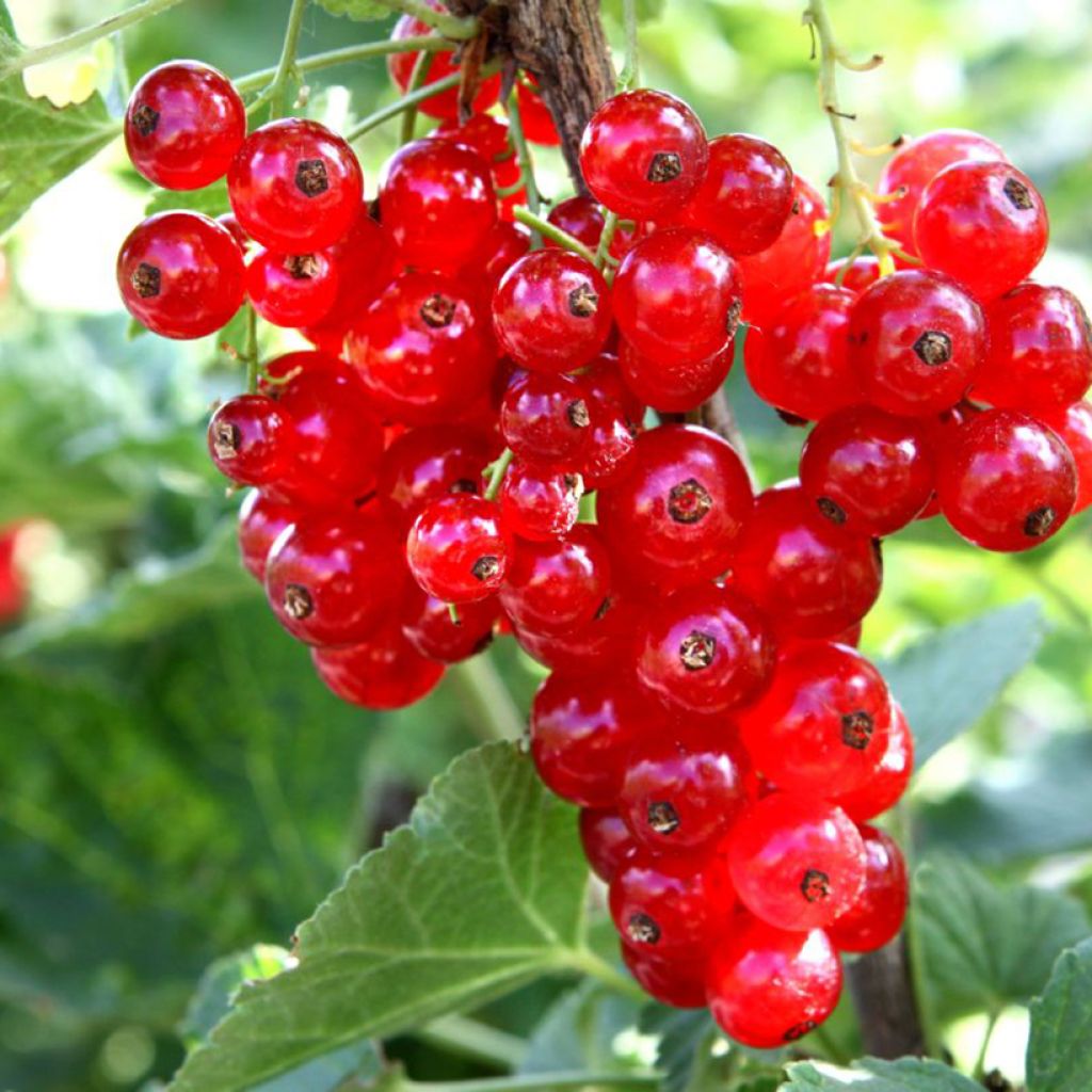 Groseillier à grappes rouges Ribest Babette