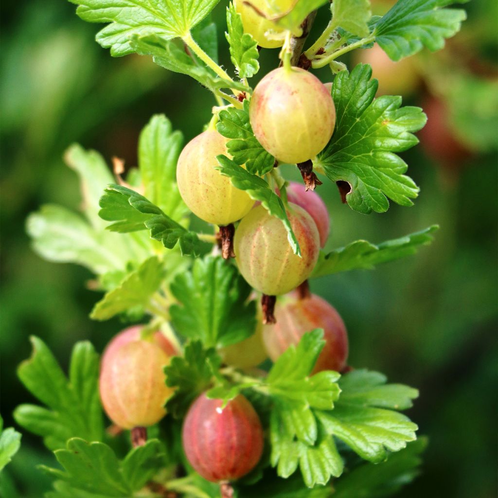 Groseillier à maquereau Pixwell - Ribes uva crispa