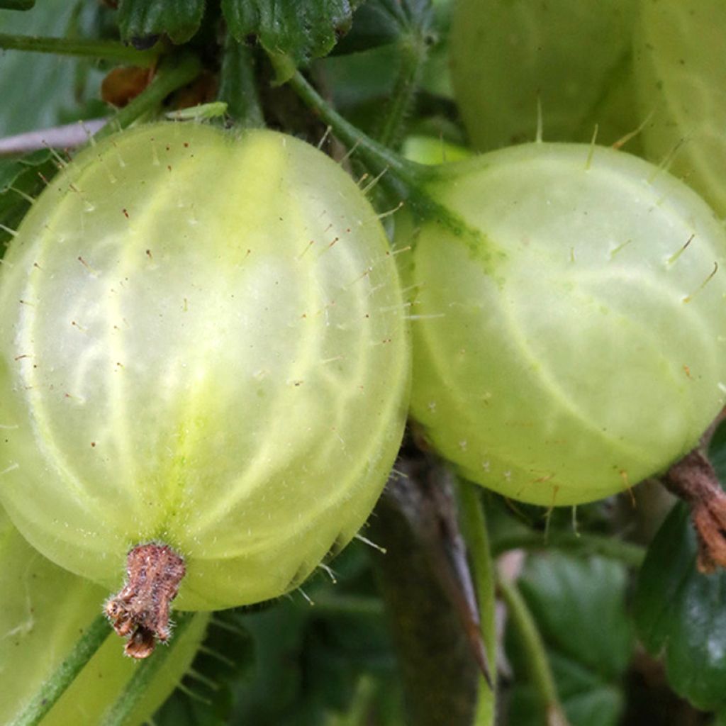 Groseillier à maquereau Tatjana - Ribes uva-crispa