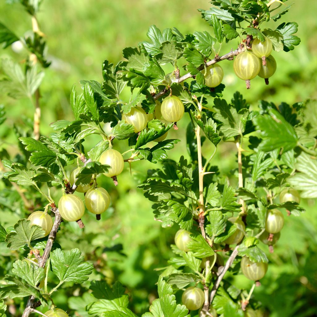 Groseillier à maquereau Invicta - Ribes uva crispa