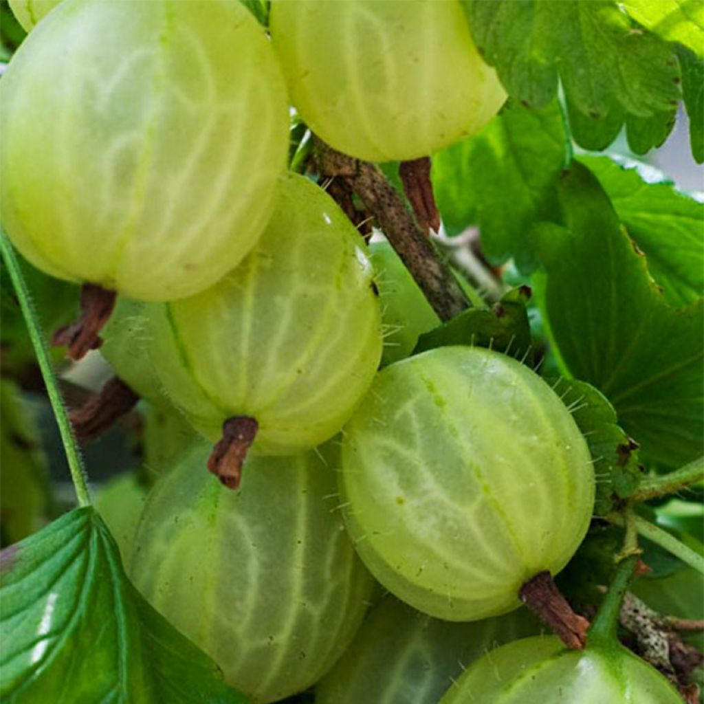 Groseillier à maquereaux Lady Delameen  - Ribes uva crispa