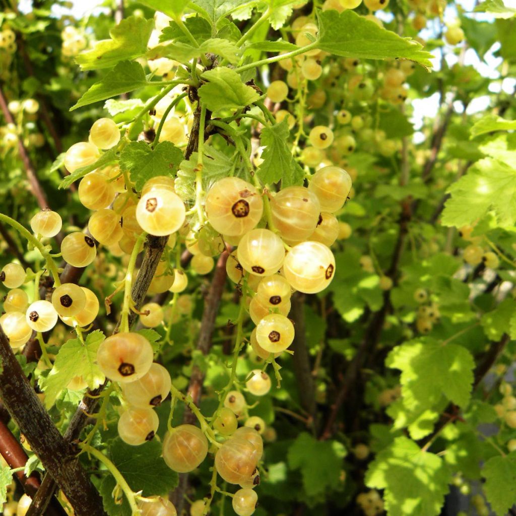 Groseillier à grappes Hollande blanche - Ribes rubrum-Pot de 3L