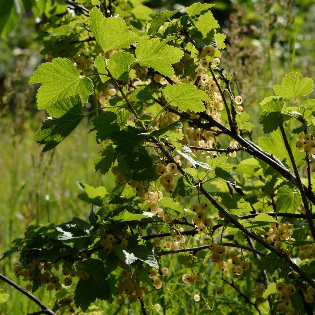 Groseillier à grappes blanches Witte Parel ou White Pearl - Ribes rubrum