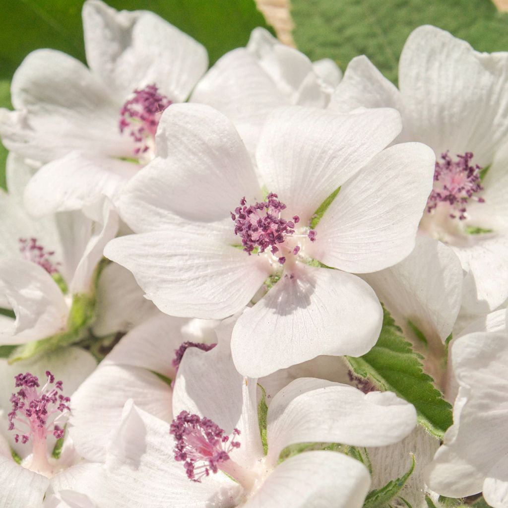 Guimauve officinale - Althaea officinalis