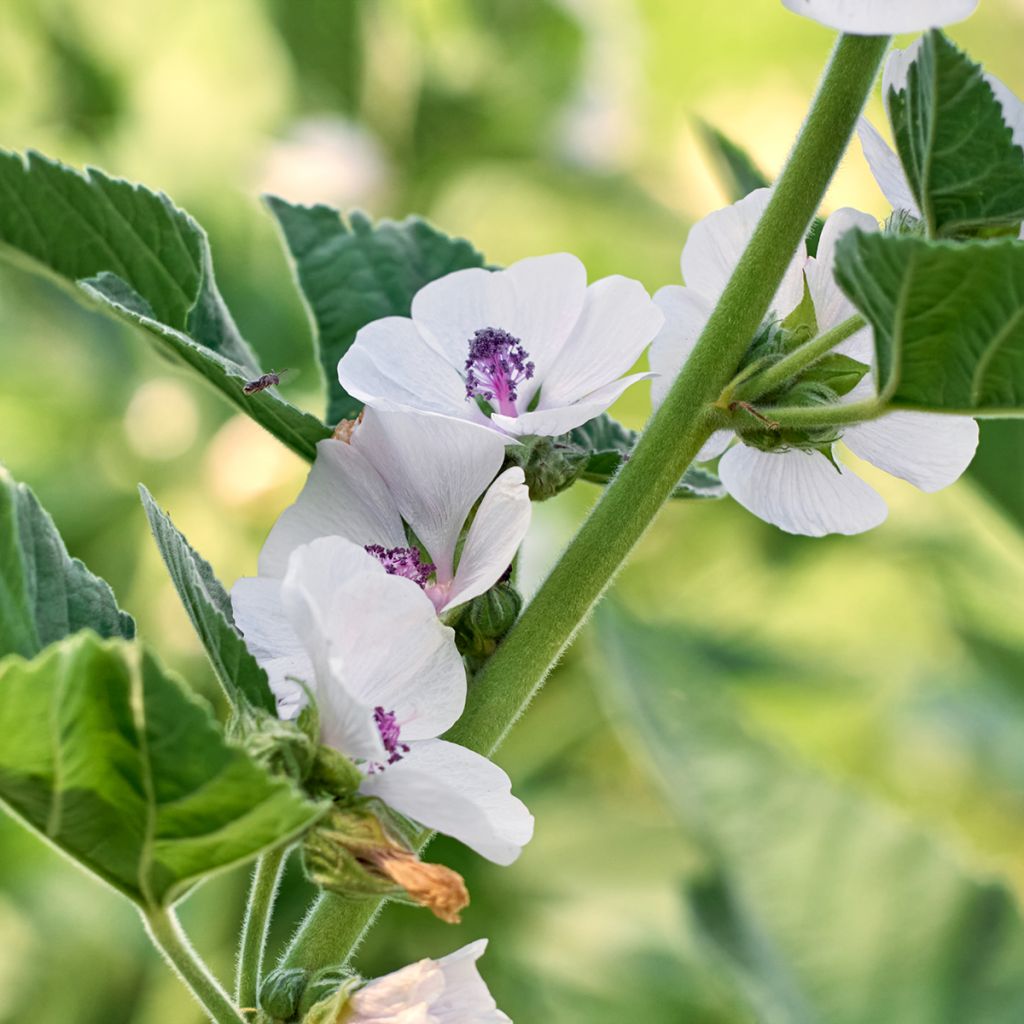 Guimauve officinale - Althaea officinalis