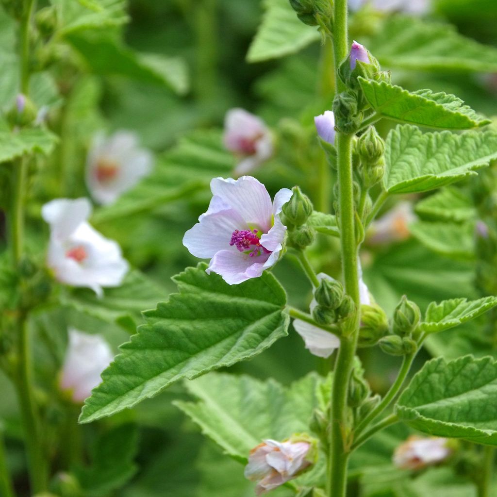 Guimauve officinale - Althaea officinalis