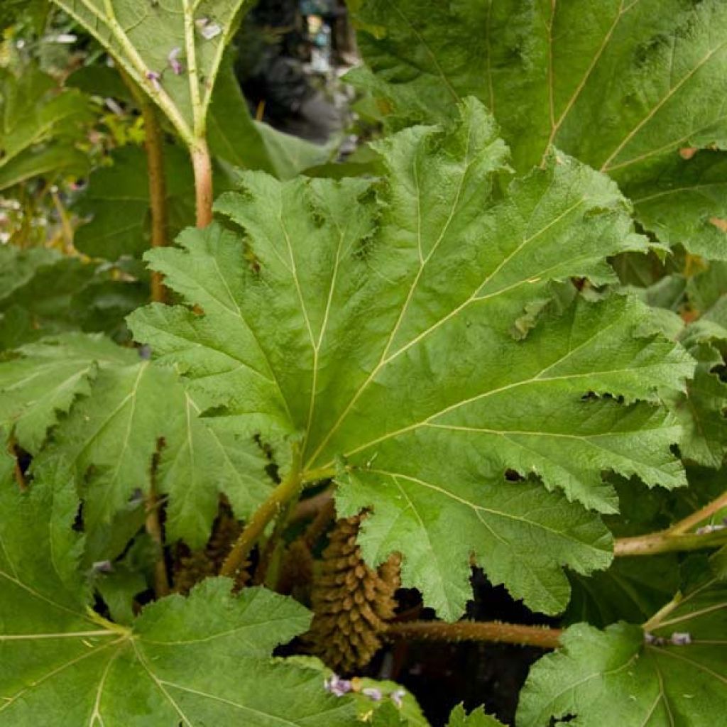 Gunnera manicata - Rhubarbe du Brésil en pot 3L.