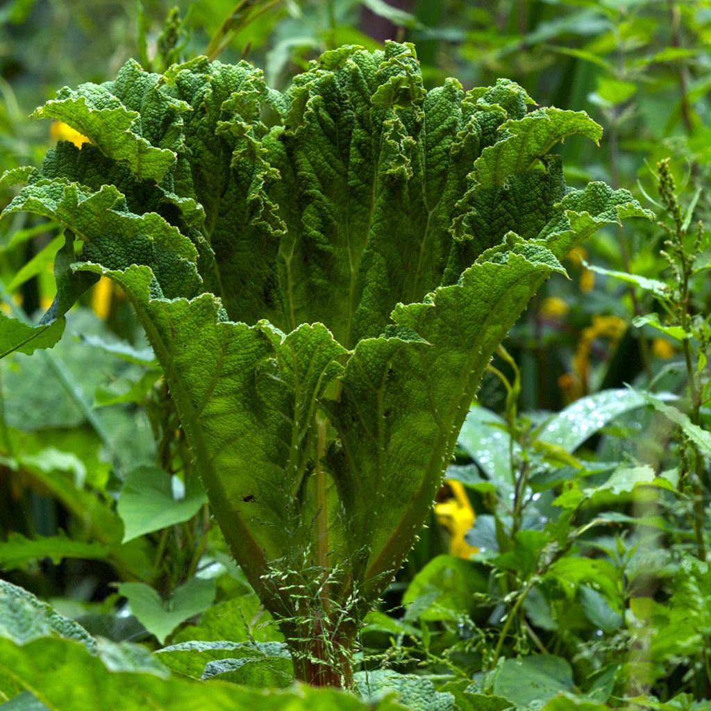 Gunnera manicata - Rhubarbe géante du Brésil