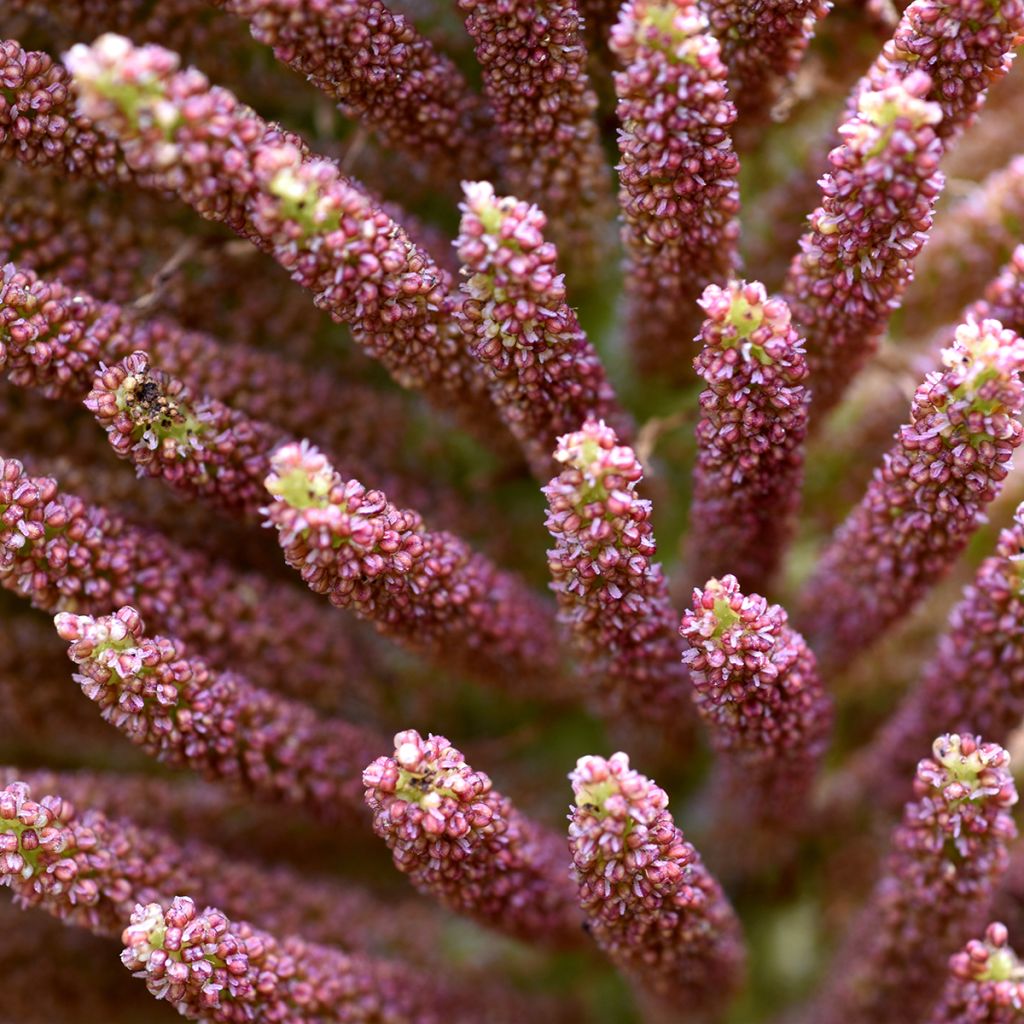 Gunnera manicata - Rhubarbe géante du Brésil