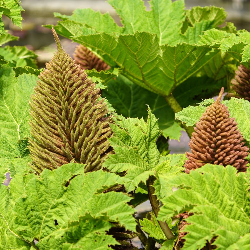 Gunnera manicata - Rhubarbe géante du Brésil