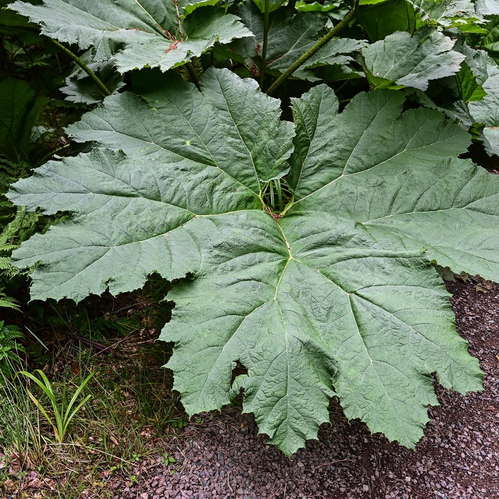 Gunnera manicata - Rhubarbe géante du Brésil