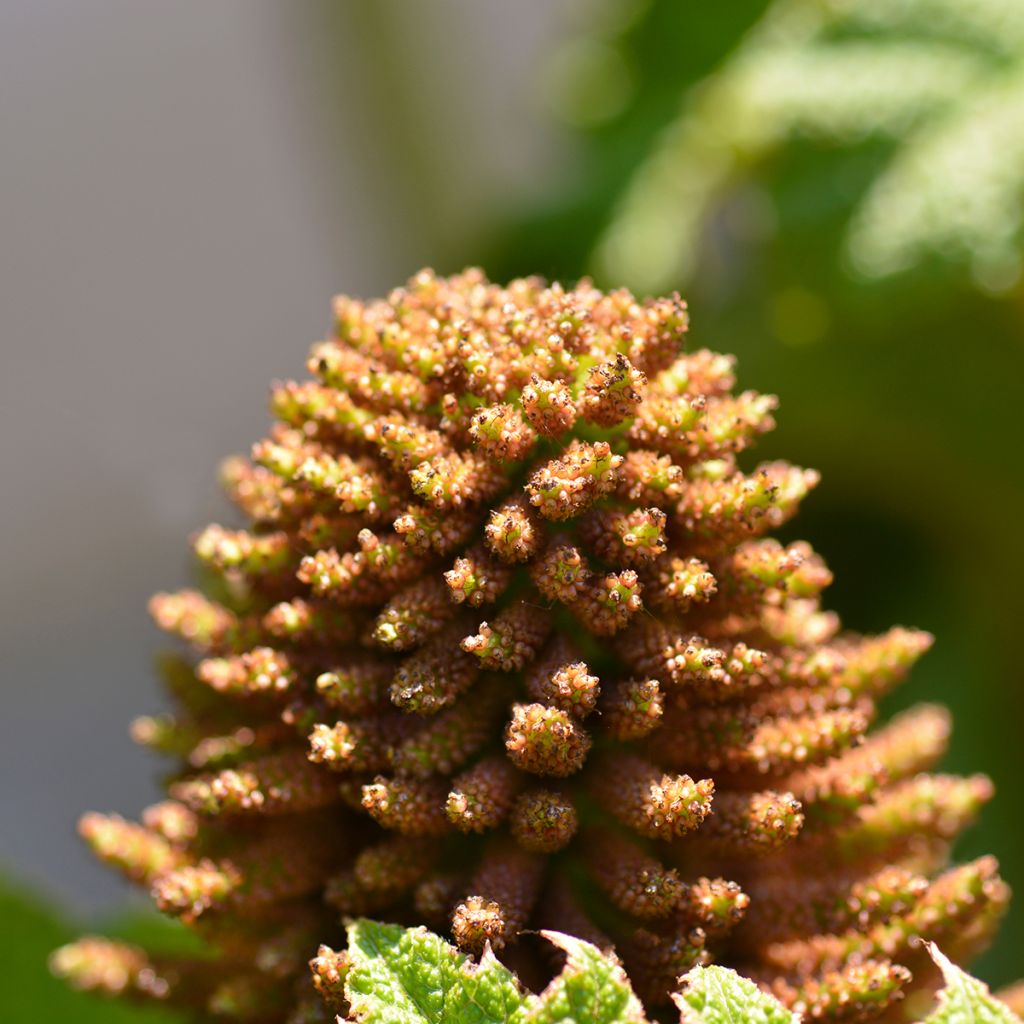 Gunnera manicata - Rhubarbe géante du Brésil