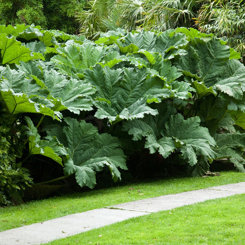 Gunnera manicata - Rhubarbe géante du Brésil