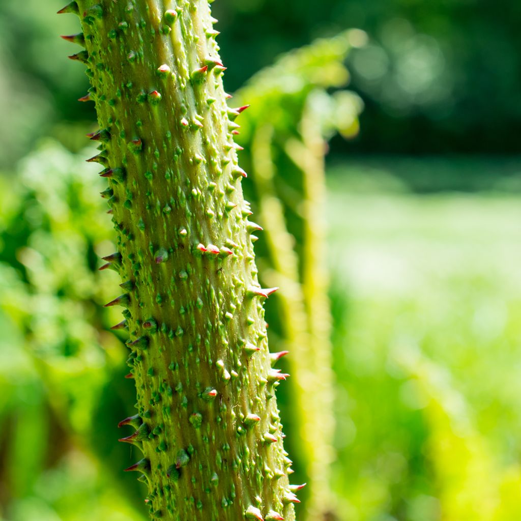 Gunnera tinctoria