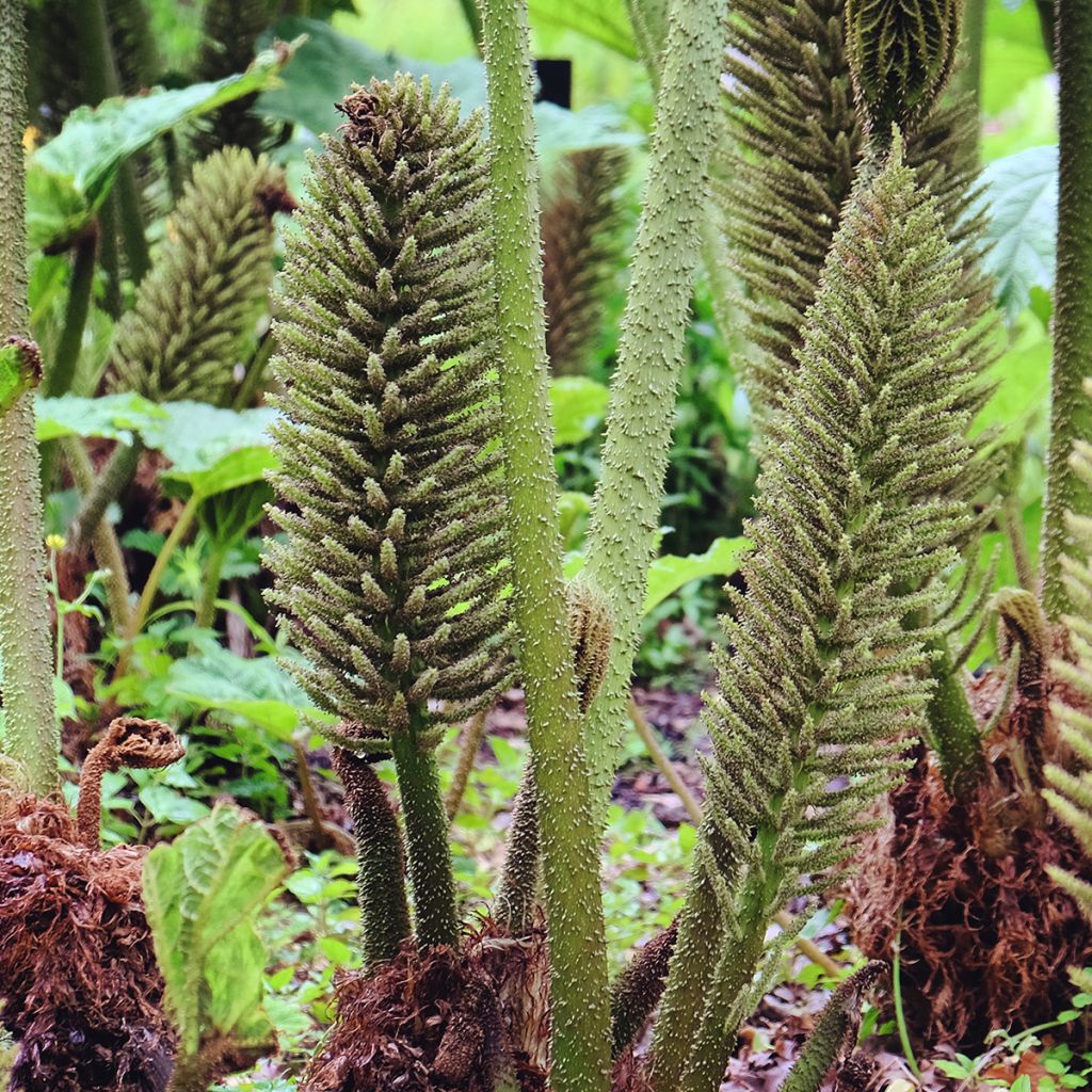 Gunnera tinctoria