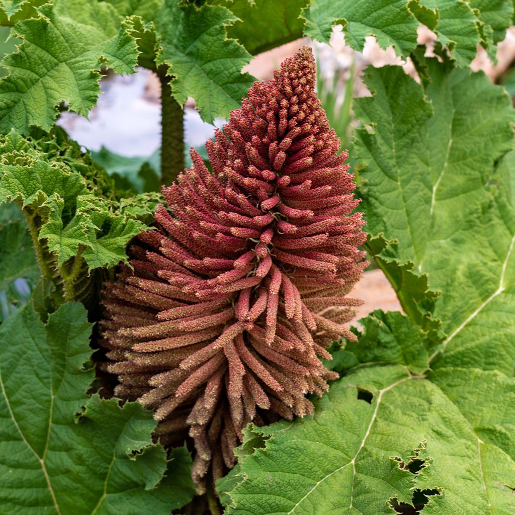 Gunnera tinctoria