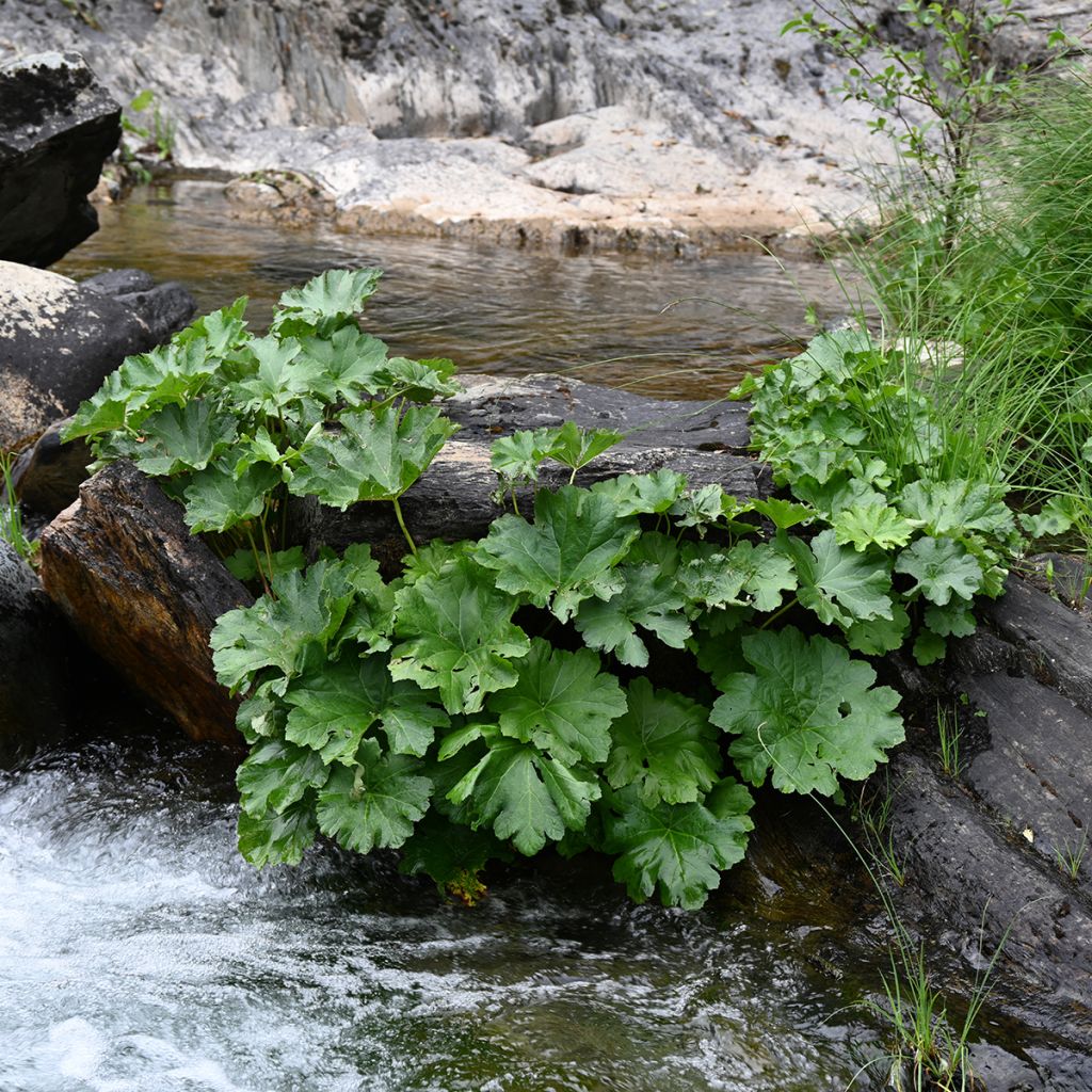 Gunnera tinctoria