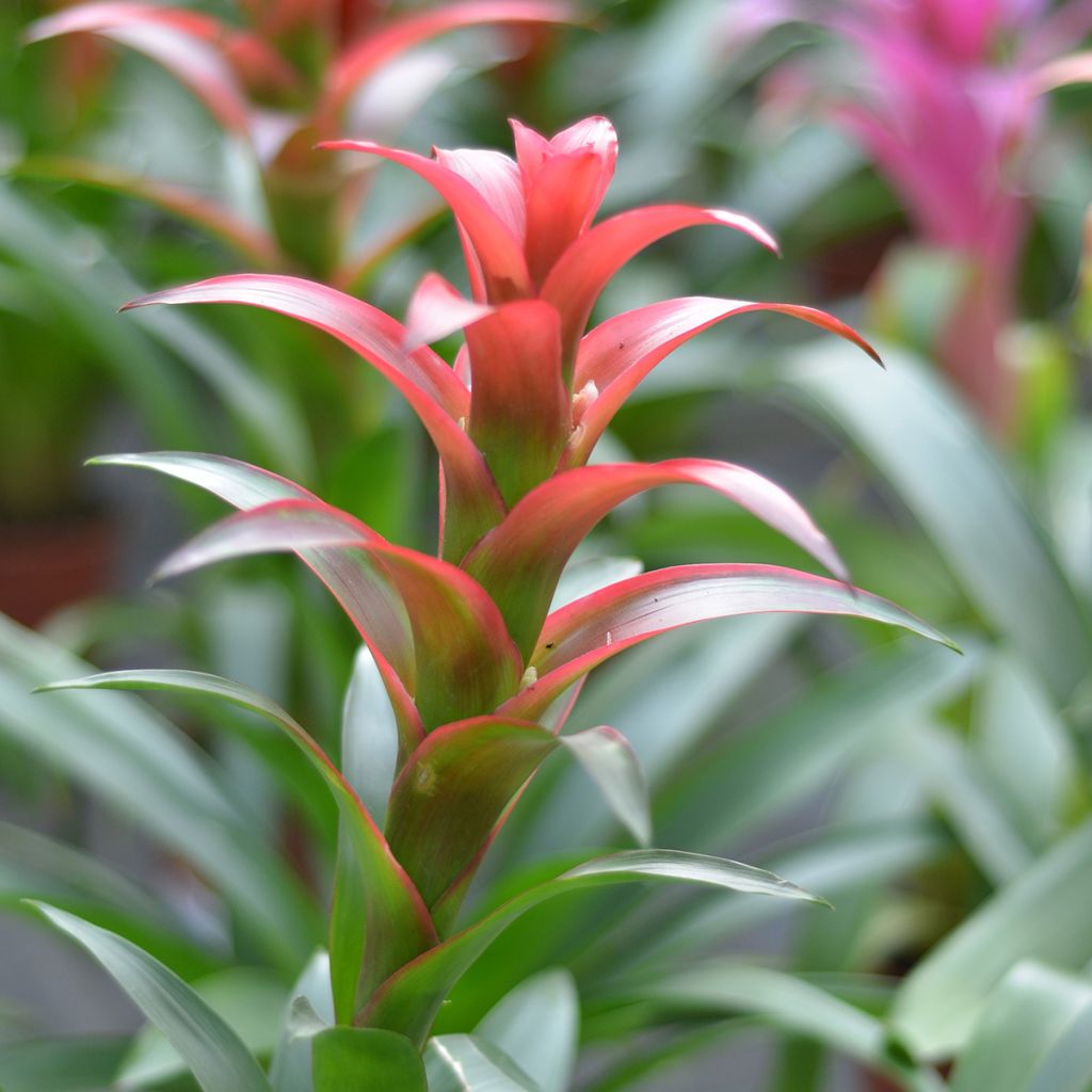 Guzmania Melissa