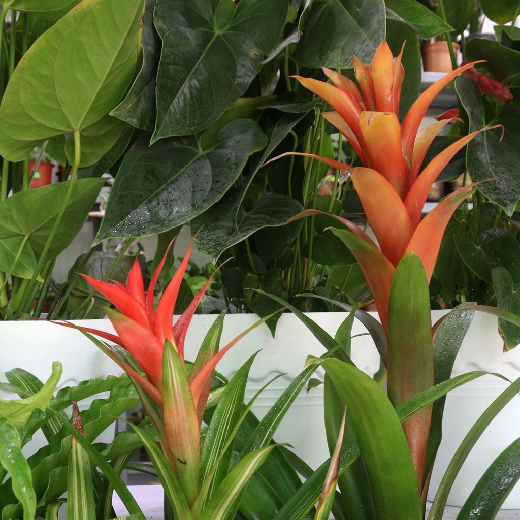 Guzmania Melissa