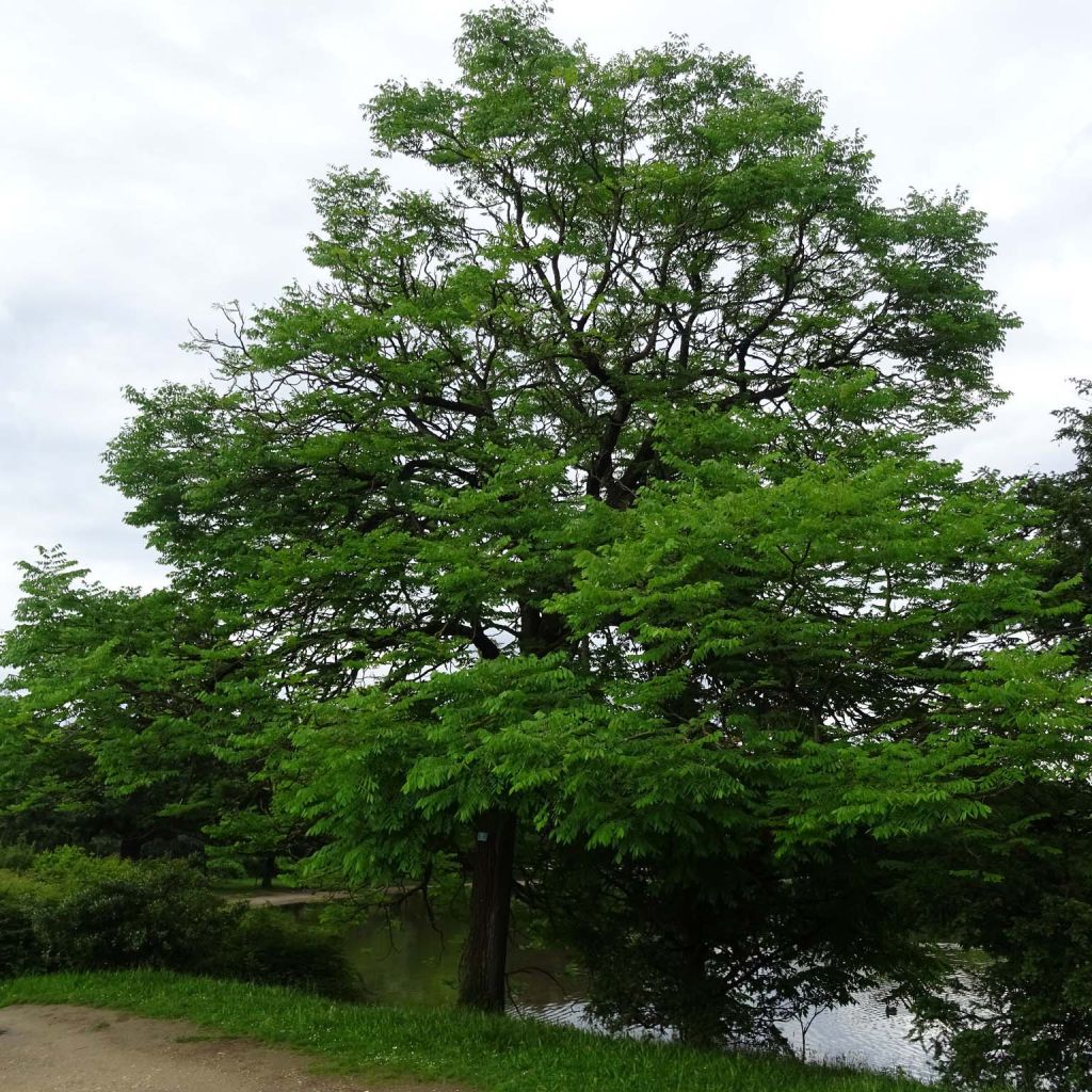 Gymnocladus dioica - Chicot du Canada