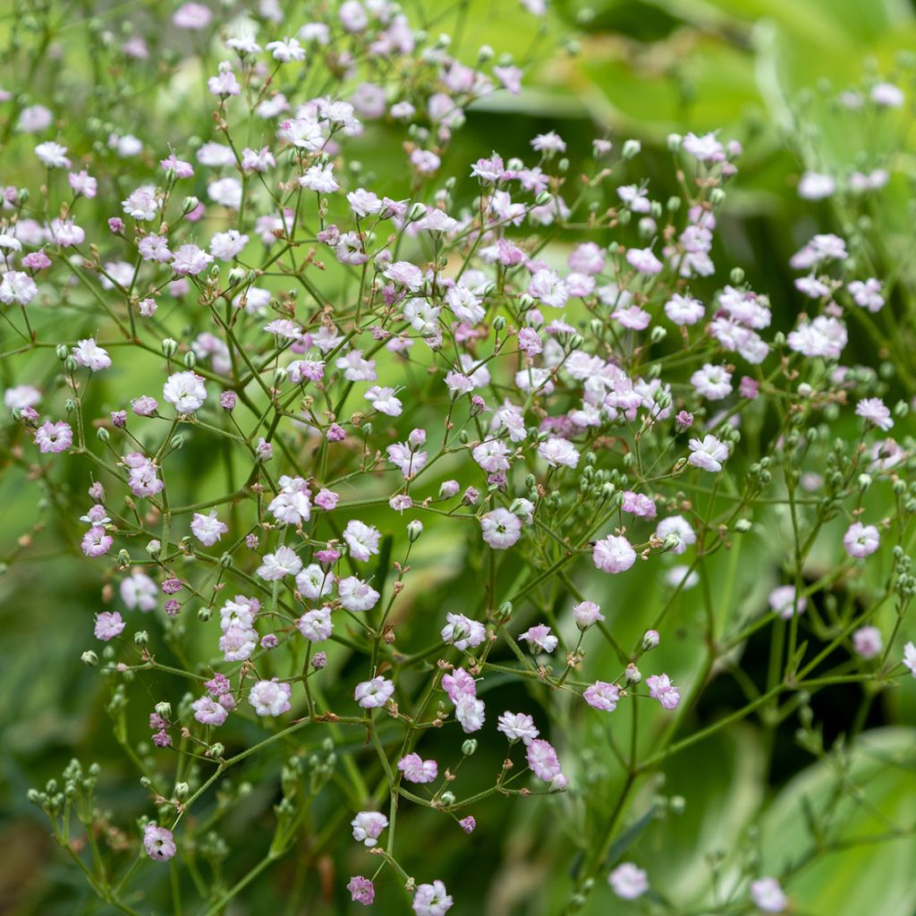 Gypsophila paniculata flamingo