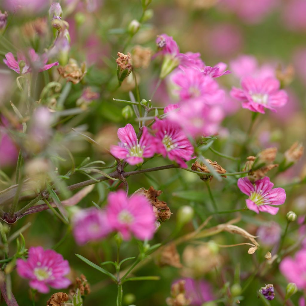 Gypsophila repens Rosa Schönheit - Gypsophile rampant