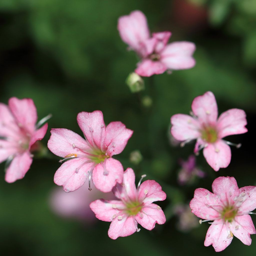 Gypsophila repens Rosa Schönheit - Gypsophile rampant